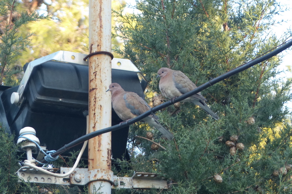 Laughing Dove
