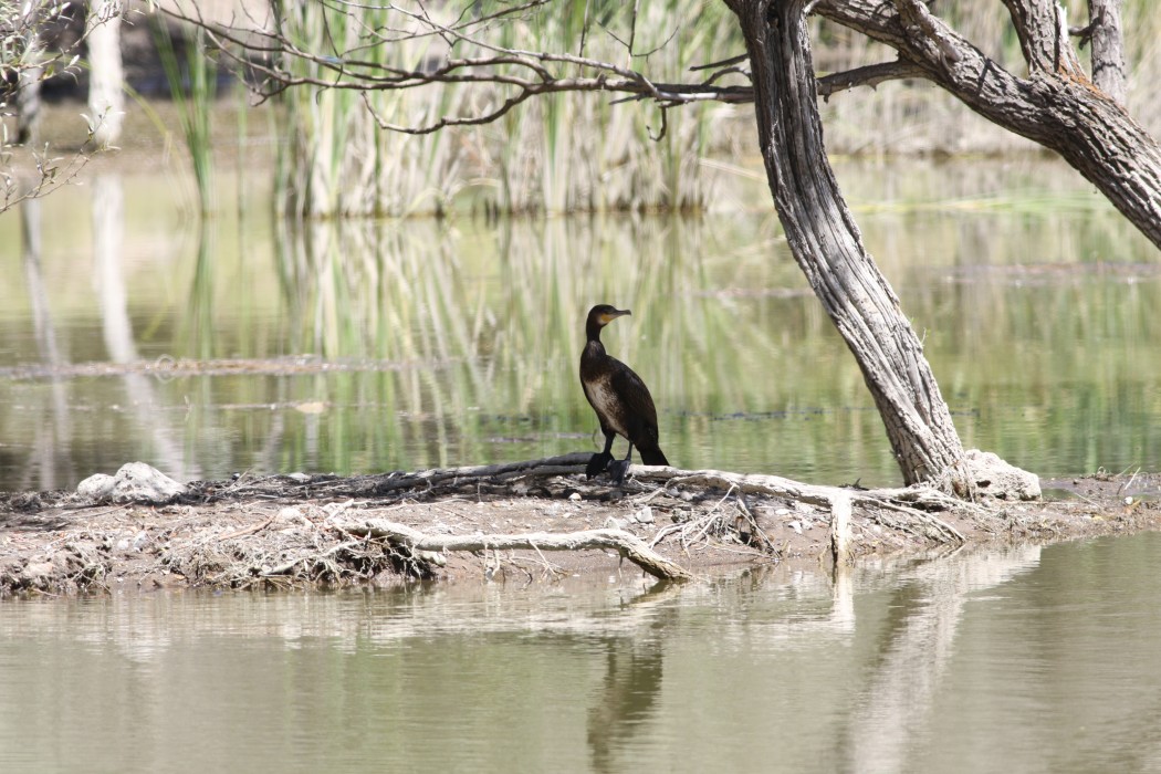 Great Cormorant