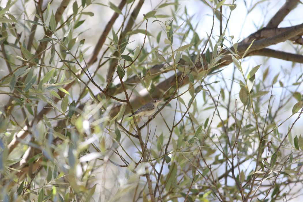 Eastern Olivaceous Warbler