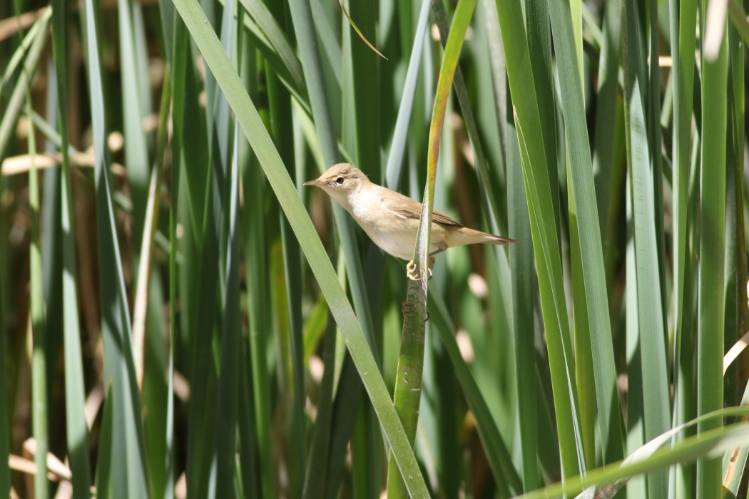 Common Reed Warbler