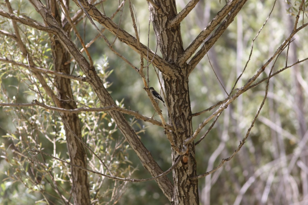 European Pied Flycatcher