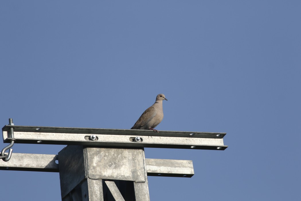 Eurasian Collared Dove