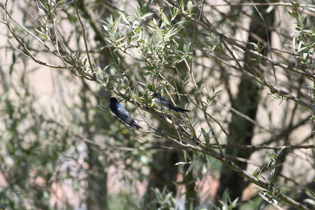 Barn Swallow