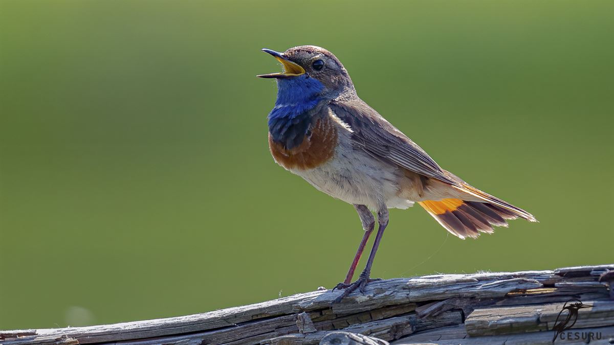 Bluethroat