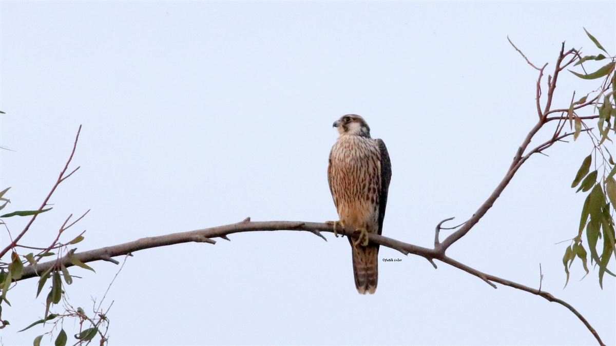 Peregrine Falcon