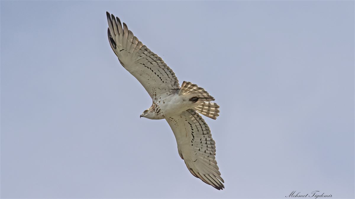 Short-toed Snake Eagle