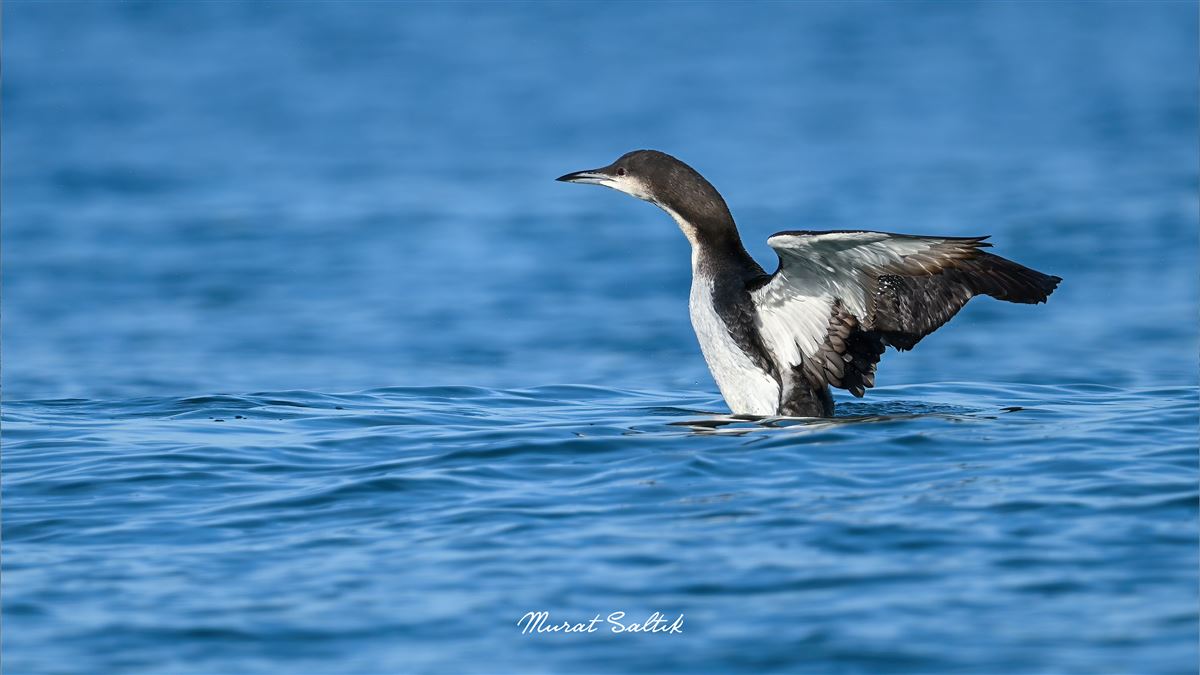 Black-throated Loon