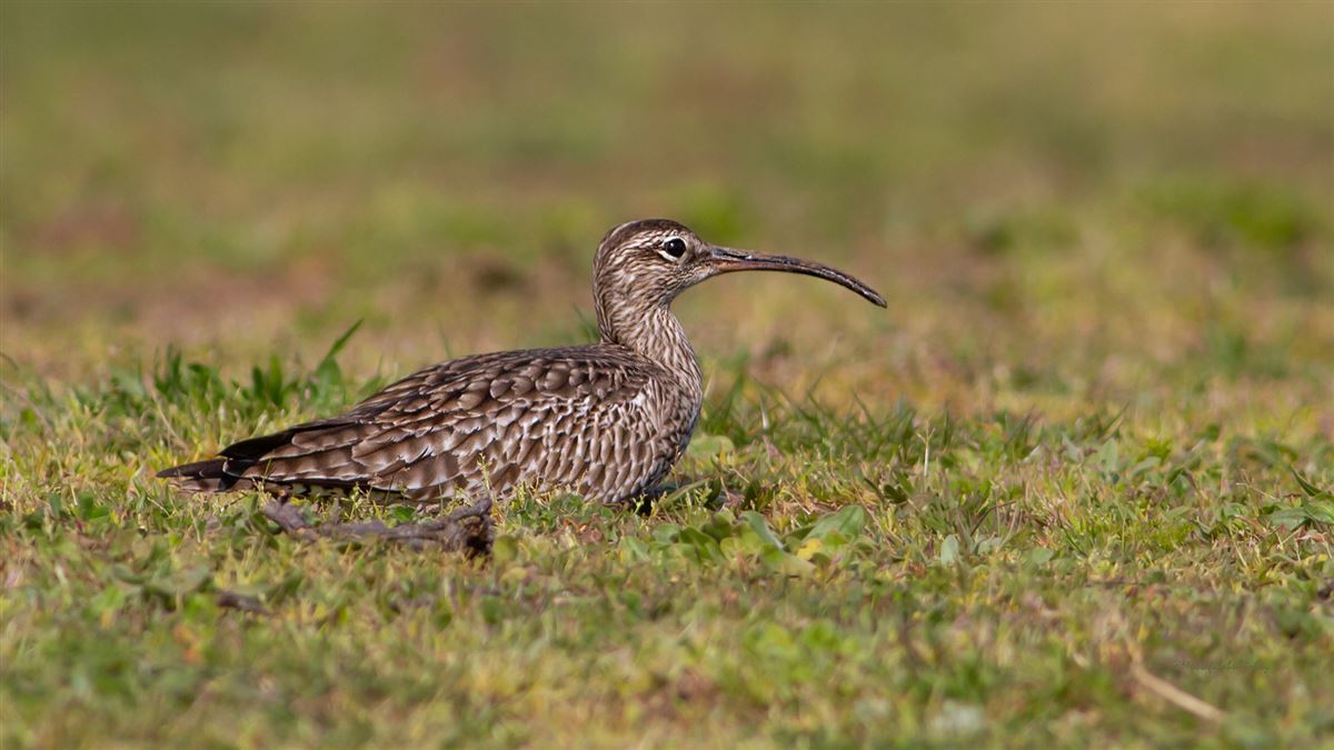 Eurasian Whimbrel
