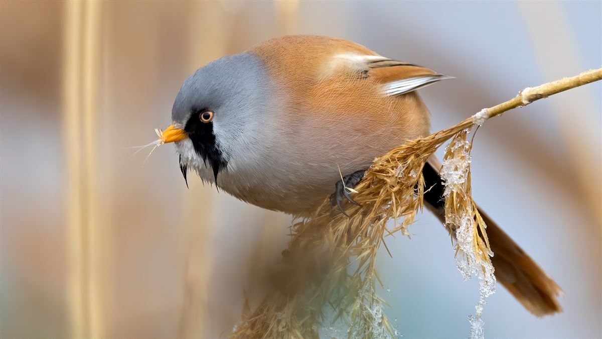 Bearded Reedling