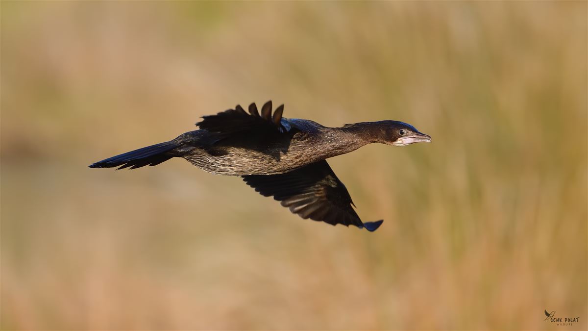 Pygmy Cormorant