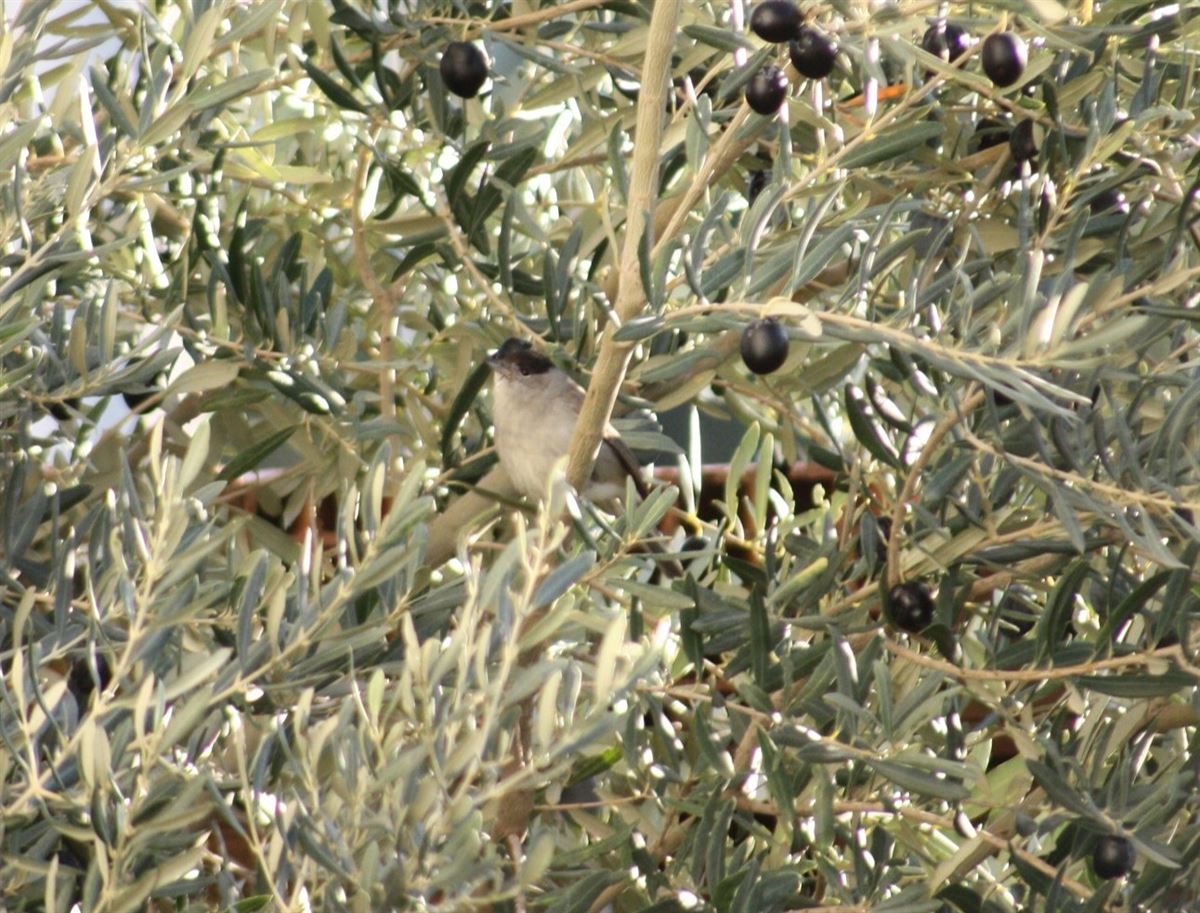 Eurasian Blackcap