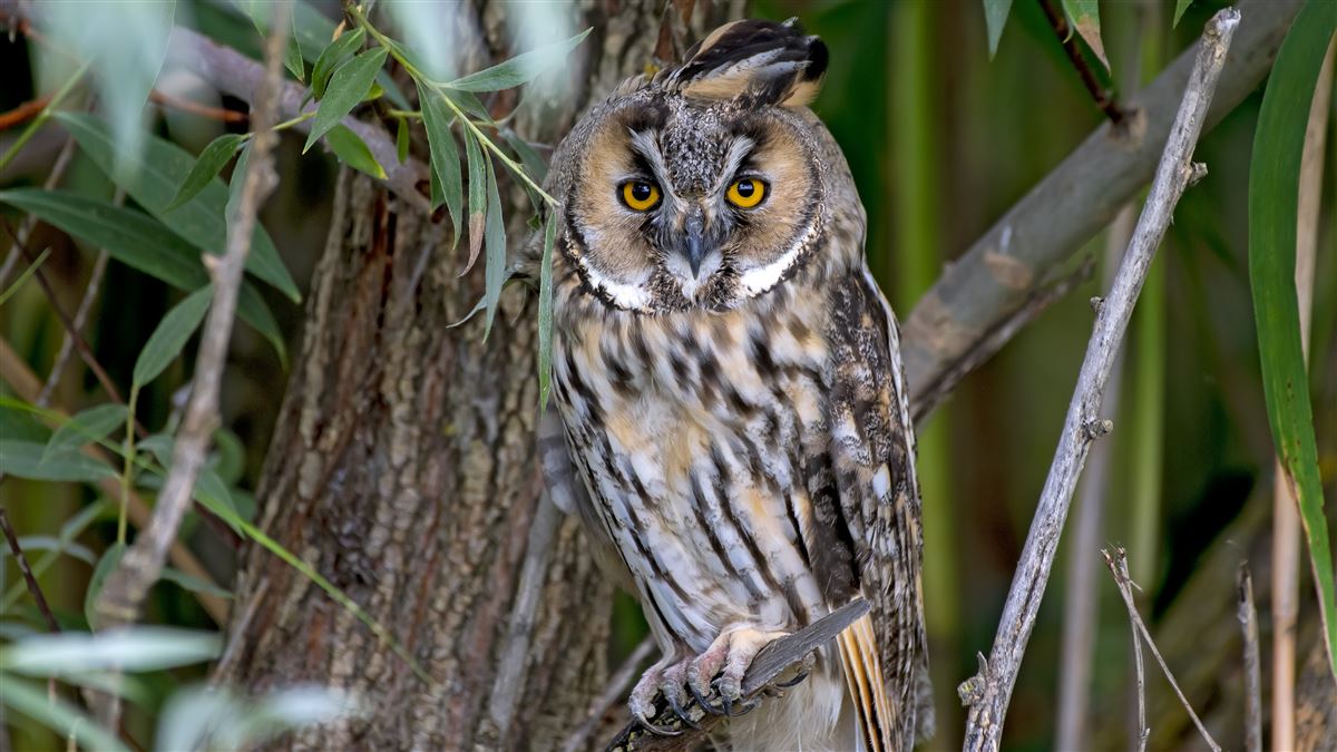 Long-eared Owl