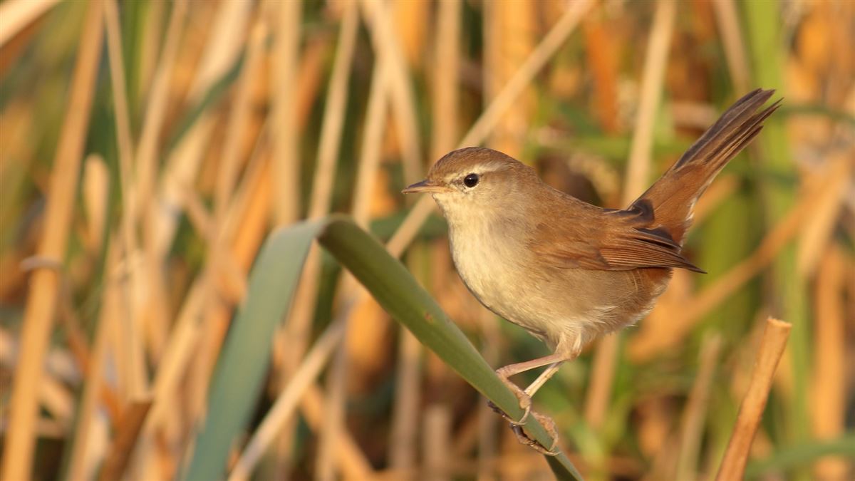 Cetti`s Warbler