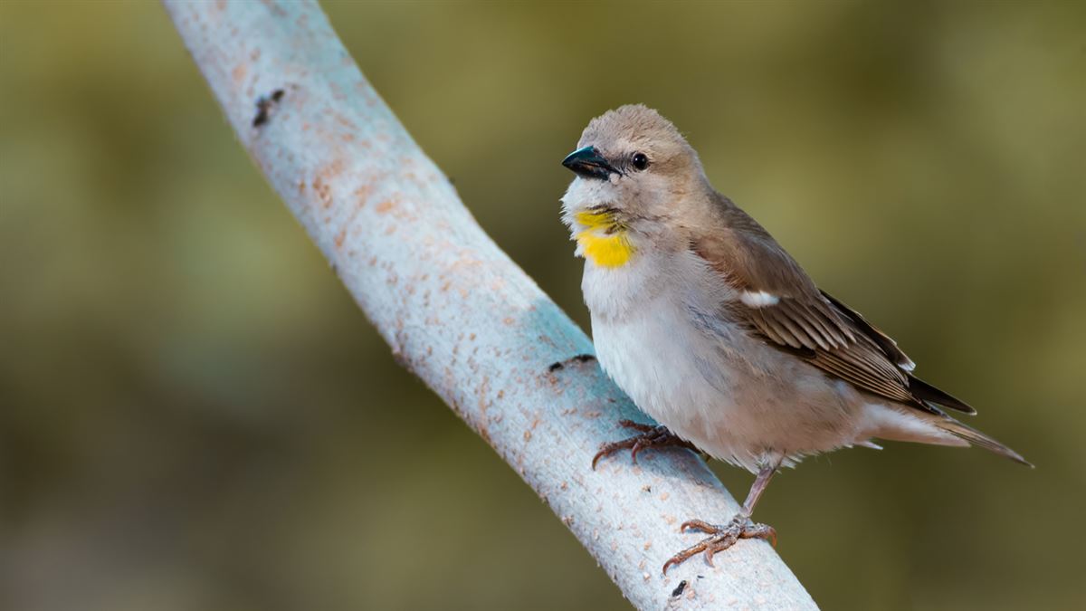 Yellow-throated Sparrow