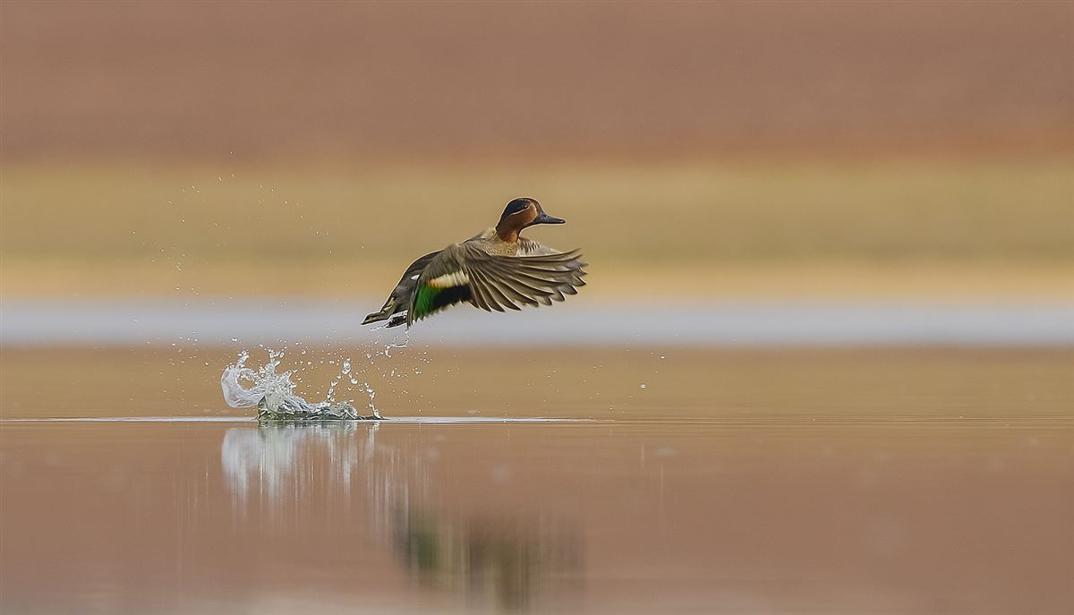 Eurasian Teal