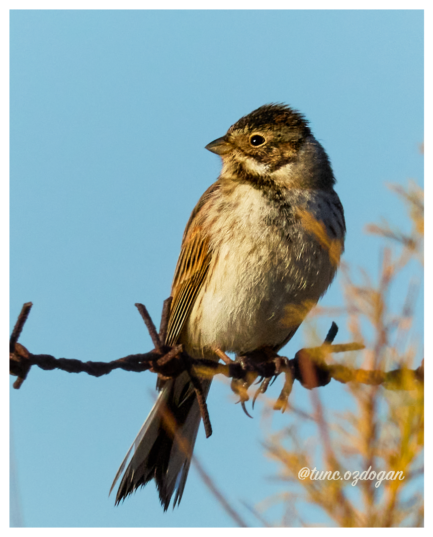 Common Reed Bunting