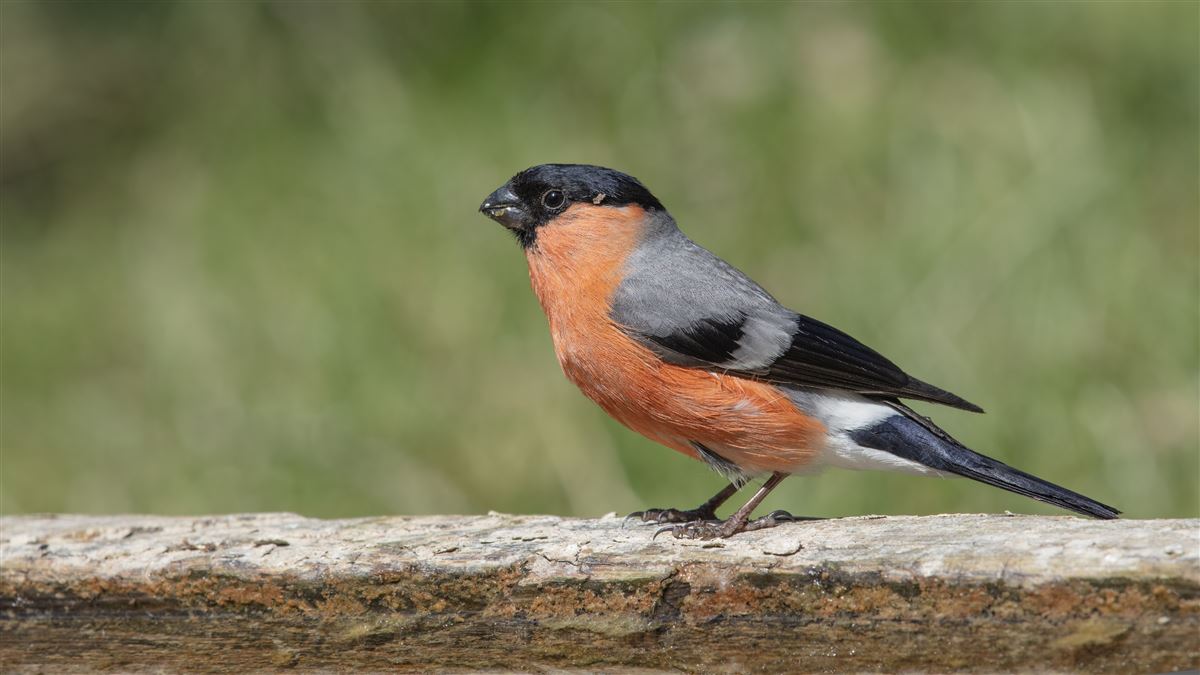 Eurasian Bullfinch