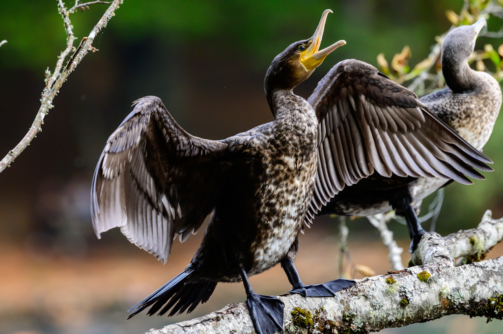 Great Cormorant