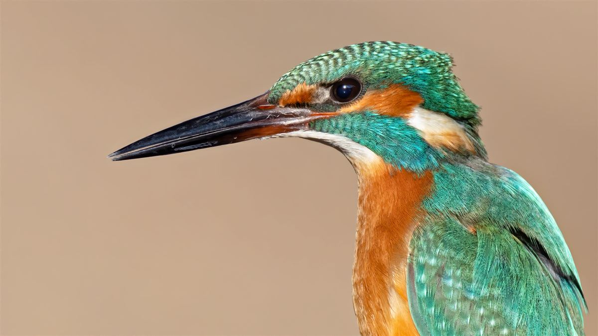 Common Kingfisher