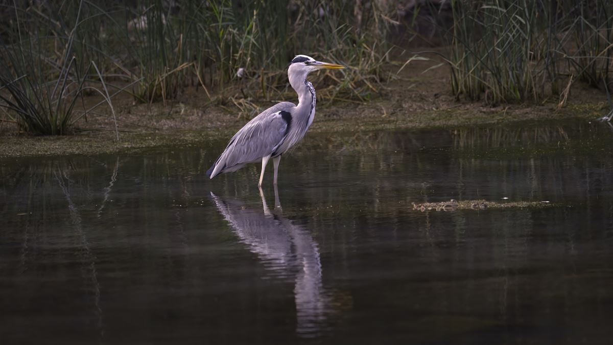 Grey Heron