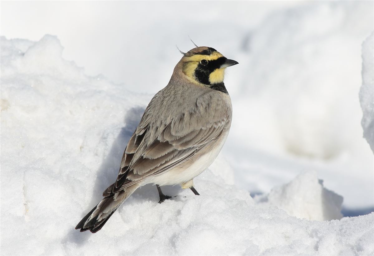 Horned Lark