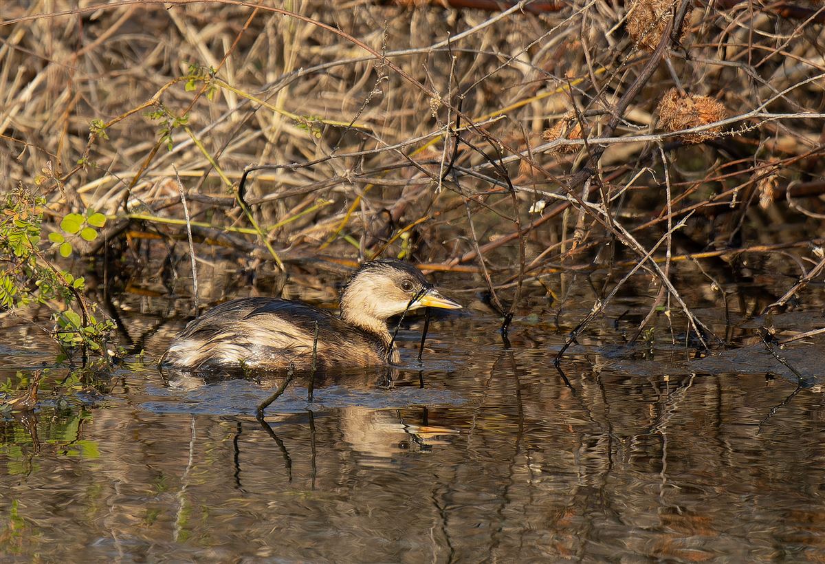 Little Grebe