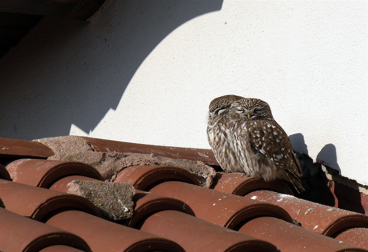 Little Owl