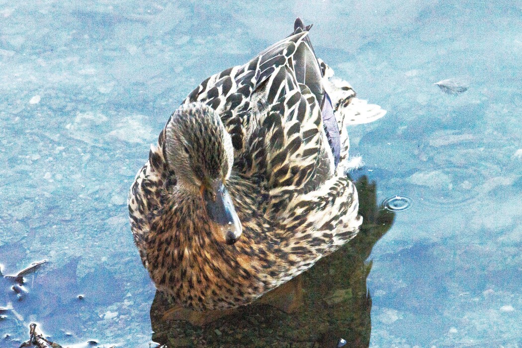 Eurasian Teal