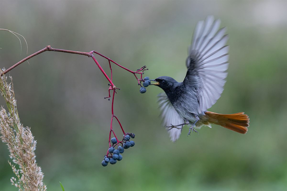 Black Redstart