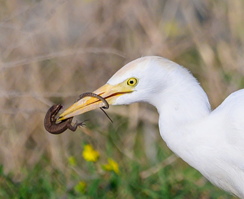 Western Cattle Egret