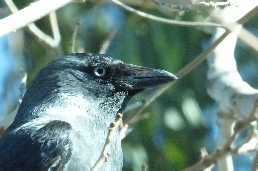 Western Jackdaw