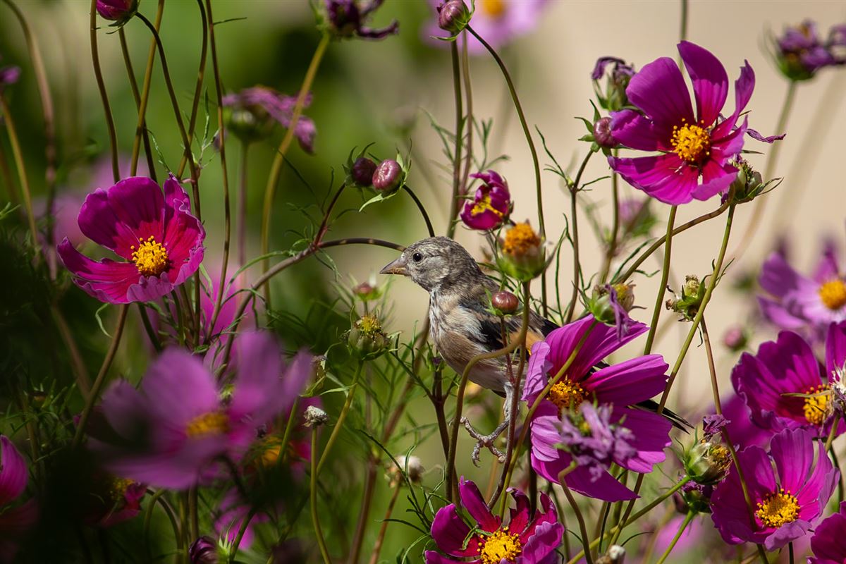 European Goldfinch