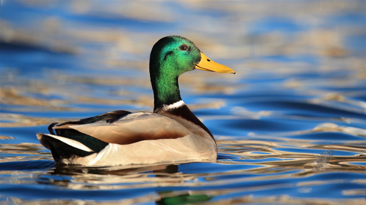 Mallard