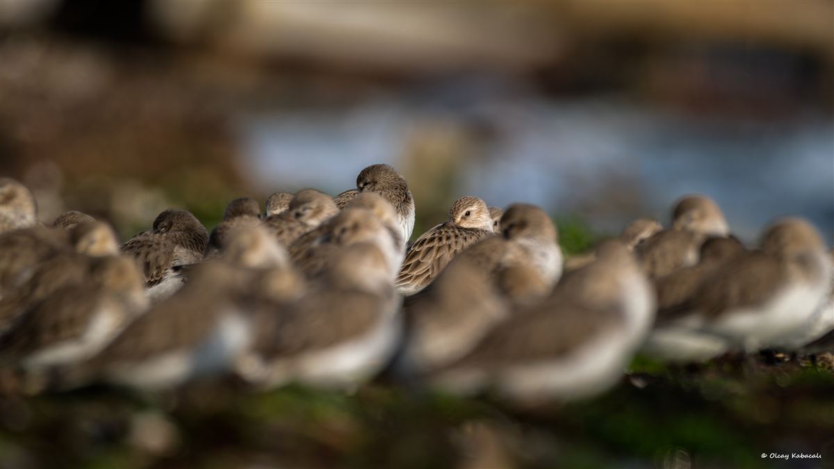 Dunlin