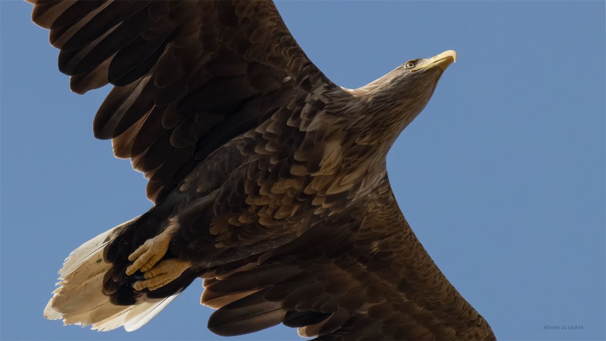 White-tailed Eagle