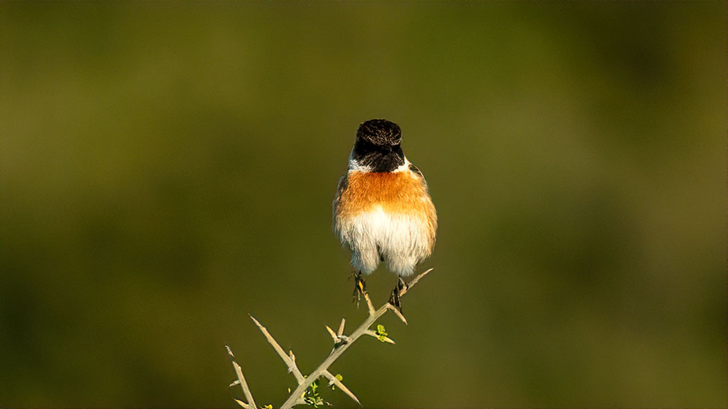 Siberian Stonechat