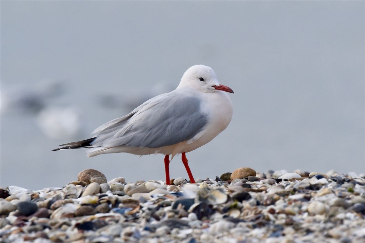 Slender-billed Gull