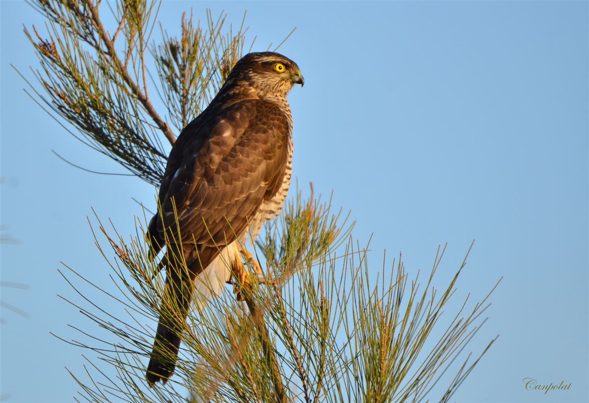 Eurasian Sparrowhawk