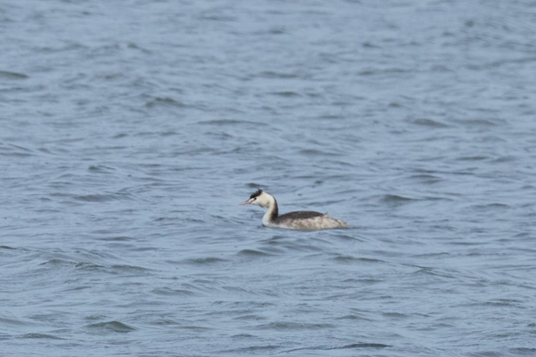 Great Crested Grebe