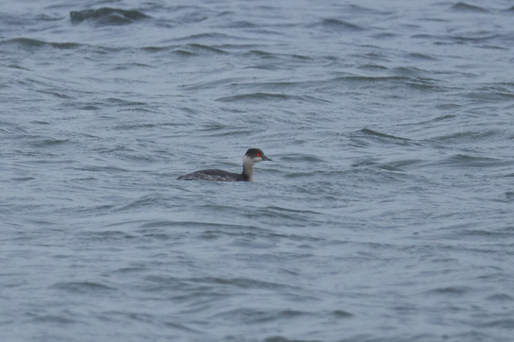 Black-necked Grebe