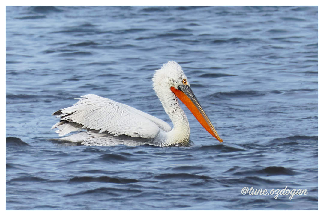 Dalmatian Pelican