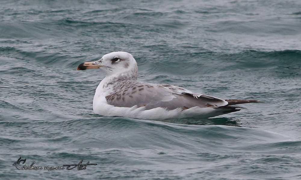Pallas`s Gull