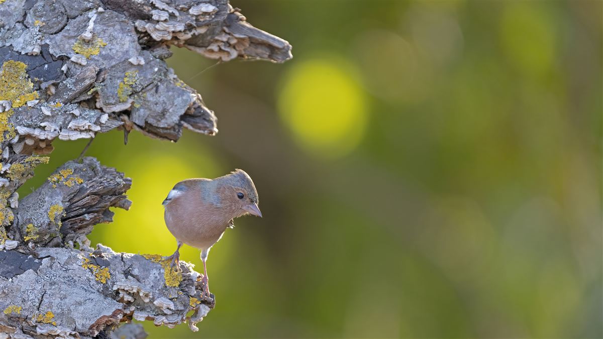 Eurasian Chaffinch