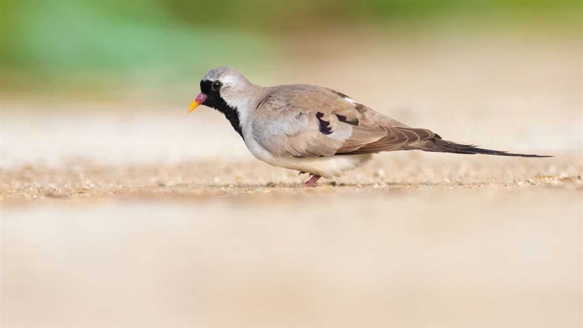 Namaqua Dove