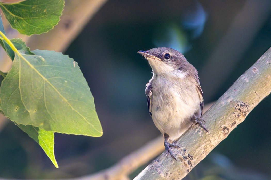 Lesser Whitethroat