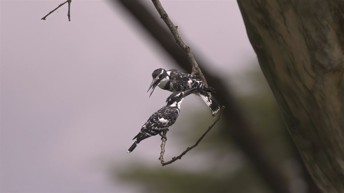Pied Kingfisher