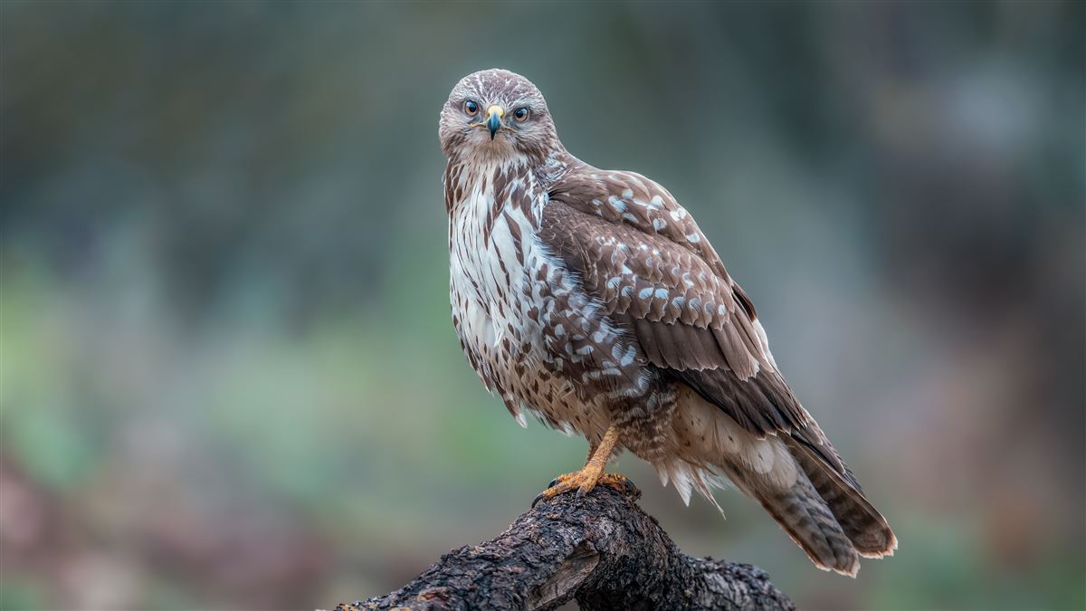 Common Buzzard