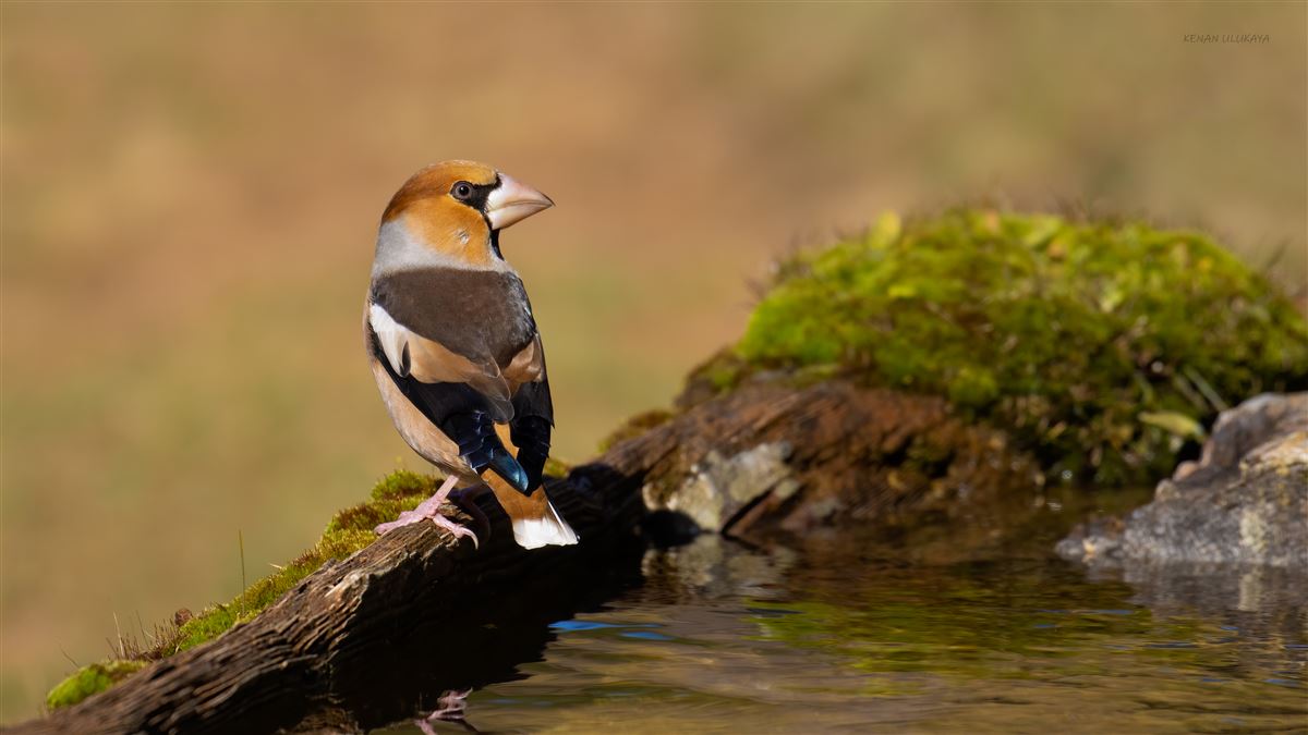 Hawfinch