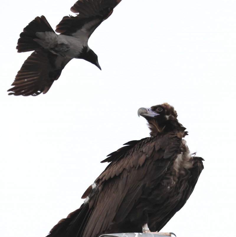 Cinereous Vulture