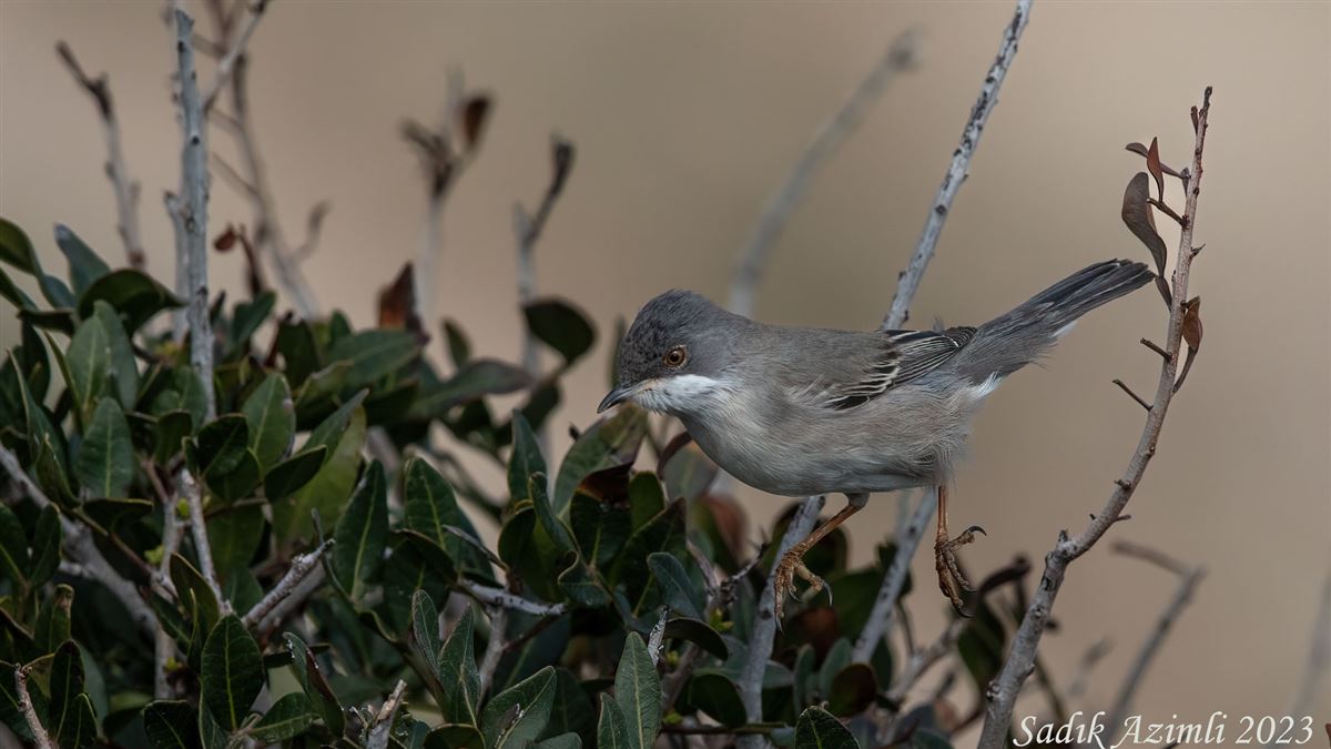Rüppell`s Warbler